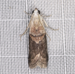 Acrobasis palliolella