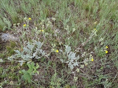 Potentilla effusa