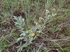 Potentilla effusa