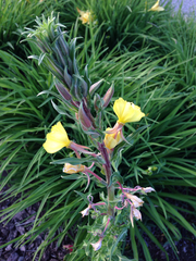 Oenothera villosa