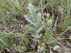 Potentilla effusa