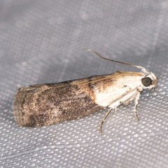 Acrobasis palliolella