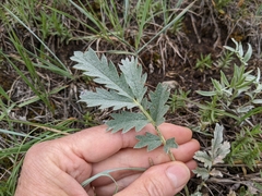 Potentilla effusa