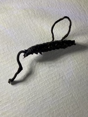 Ophiocordyceps entomorrhiza