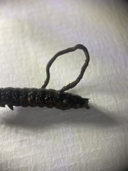 Ophiocordyceps entomorrhiza