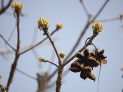 Sterculia villosa