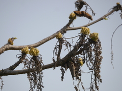 Sterculia villosa