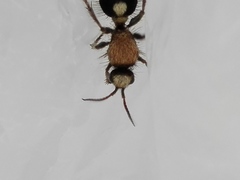 Dasylabris atrata