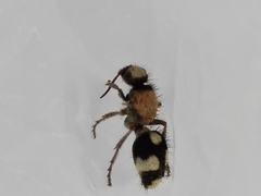 Dasylabris atrata