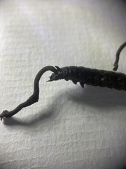 Ophiocordyceps entomorrhiza