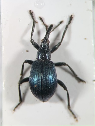 Cyanapion spencii