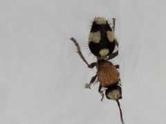 Dasylabris atrata
