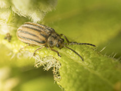 Ophraella notata