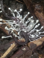 Ophiocordyceps entomorrhiza