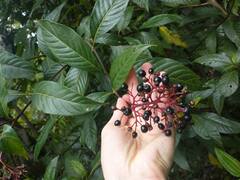 Palicourea crocea