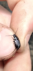 Loricera