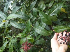 Palicourea crocea