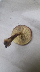 Pleuroflammula tuberculosa