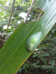 Gaeotis nigrolineata