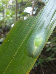Gaeotis nigrolineata