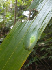 Gaeotis nigrolineata