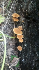 Pleuroflammula tuberculosa