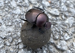 Canthon pilularius
