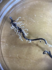 Ophiocordyceps entomorrhiza