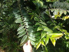 Marcgravia rectiflora