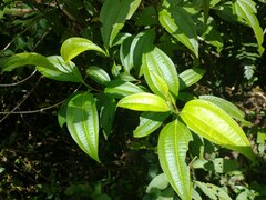 Miconia borinquensis