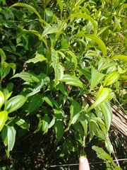 Miconia borinquensis