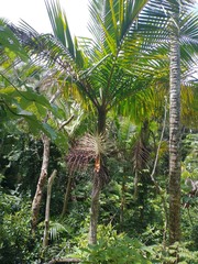 Prestoea