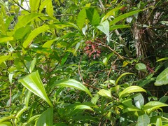 Miconia borinquensis