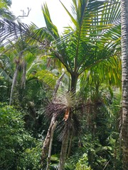 Prestoea