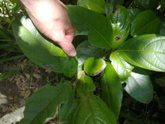 Cordia borinquensis