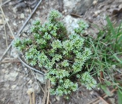 Scleranthus perennis