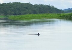 Sotalia fluviatilis