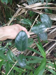 Schlegelia brachyantha