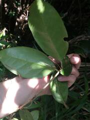 Schlegelia brachyantha