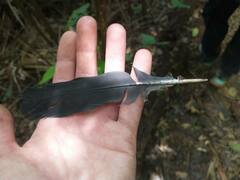 Patagioenas squamosa