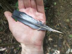 Patagioenas squamosa