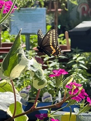 Papilio polyxenes