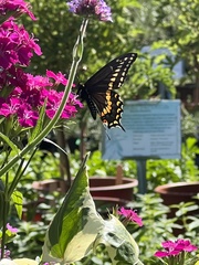 Papilio polyxenes