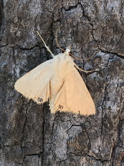 Litoprosopus coachella