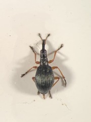 Protapion nigritarse