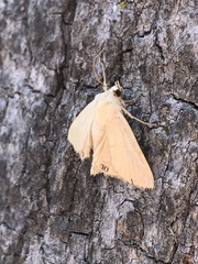 Litoprosopus coachella