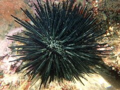 Stomopneustes variolaris