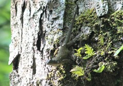 Sceloporus asper