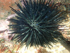 Stomopneustes variolaris