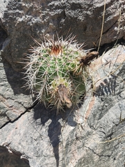 Echinocereus stolonifer tayopensis